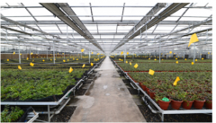 “古法新传”实现“南斛