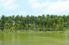 海南生态农业全力抢占线